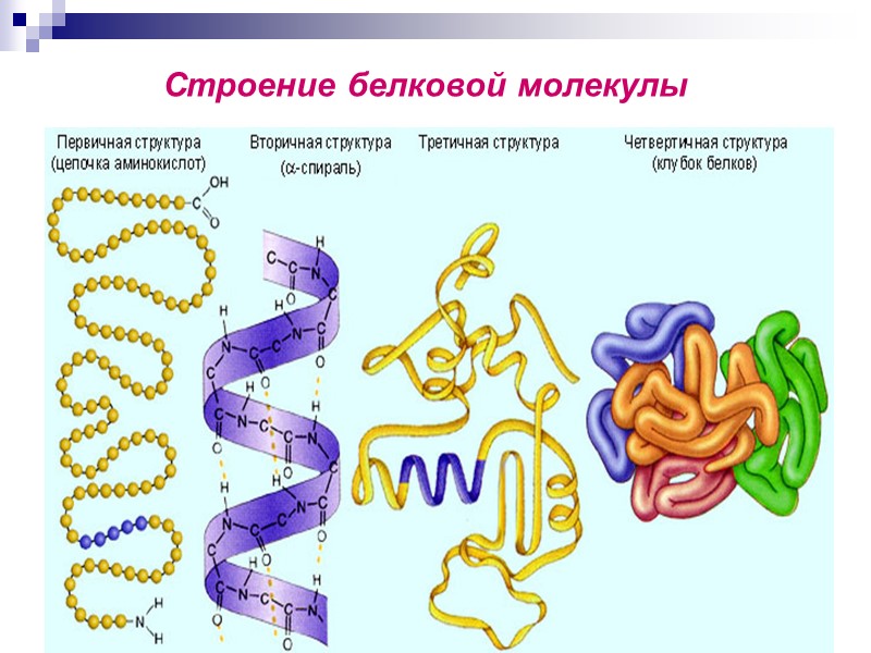 79 Строение белковой молекулы